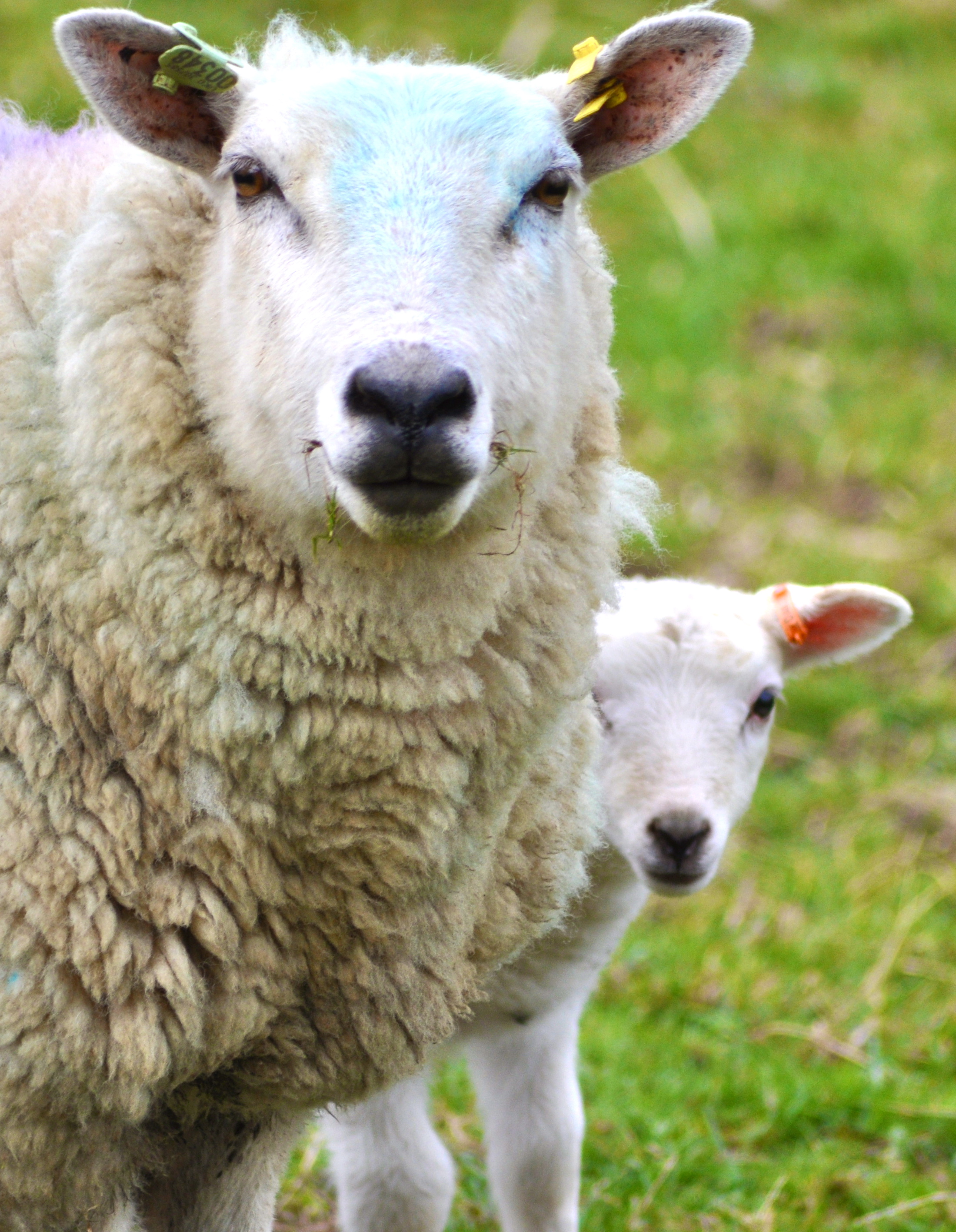 Village scene with sheep